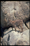 304089 Siberian Ibex A4 Photo Print