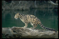 304090 Clouded Leopard A4 Photo Print