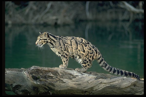 304090 Clouded Leopard A4 Photo Print