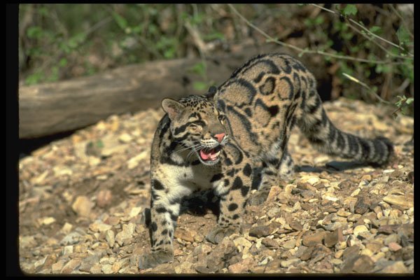 304091 Clouded Leopard A4 Photo Print