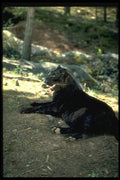 304092 Leopard, Black Phase A4 Photo Print