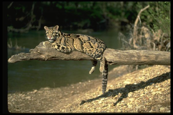 304093 Clouded Leopard On Log A4 Photo Print