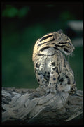 304094 Clouded Leopard A4 Photo Print