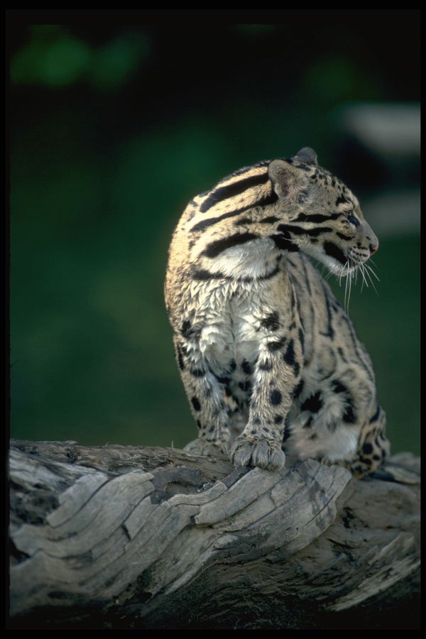 304094 Clouded Leopard A4 Photo Print
