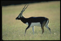 304095 Blackbrush Antelope A4 Photo Print