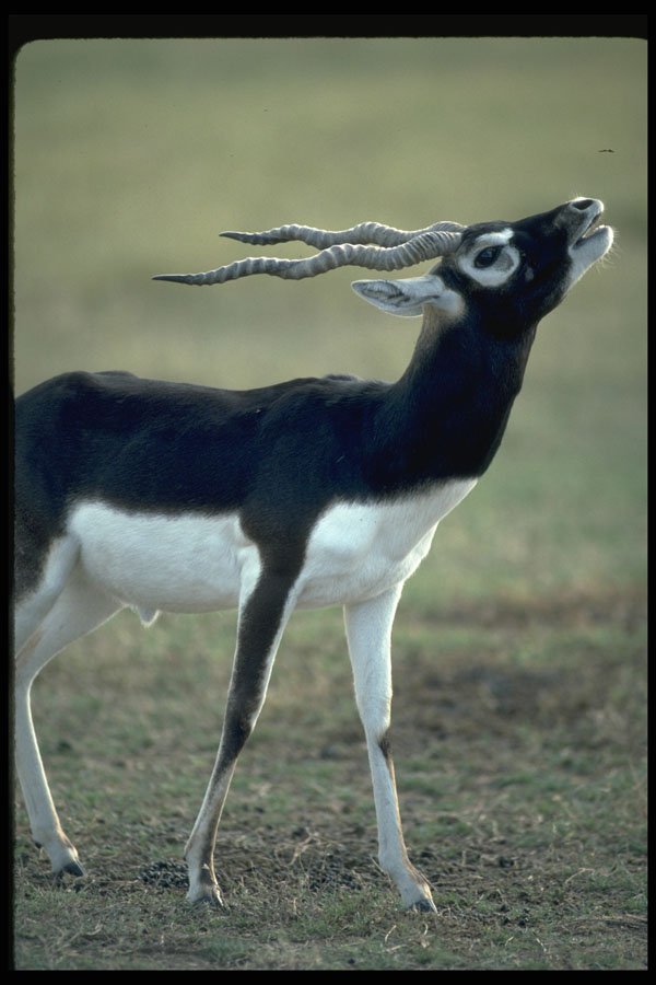 304096 Blackbrush Antelope A4 Photo Print
