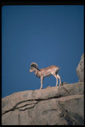 304097 Urial Sheep A4 Photo Print