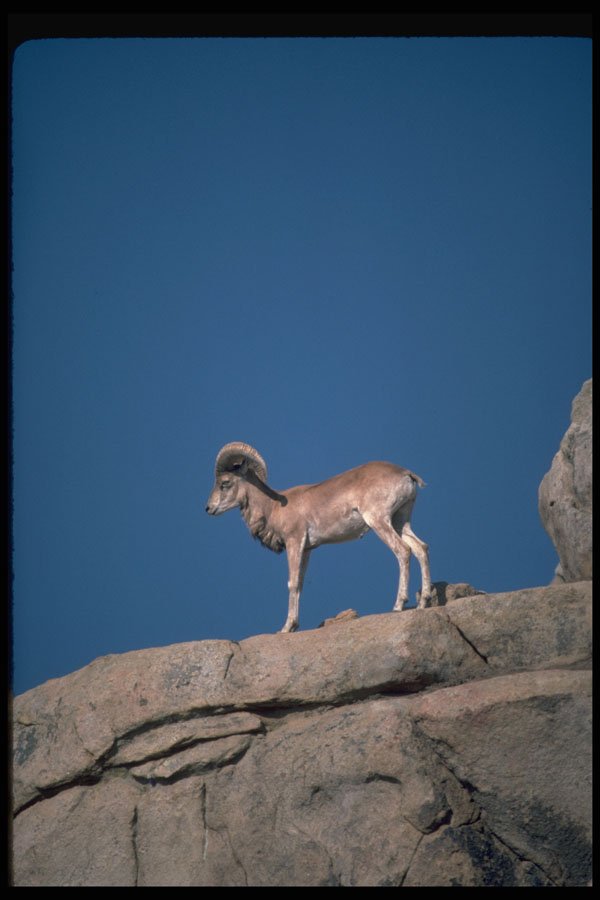 304097 Urial Sheep A4 Photo Print
