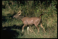 304098 Young Stag A4 Photo Print