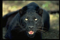 304099 Leopard, Black Phase A4 Photo Print