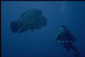 306000 Napoleon Fish With Diver A4 Photo Print
