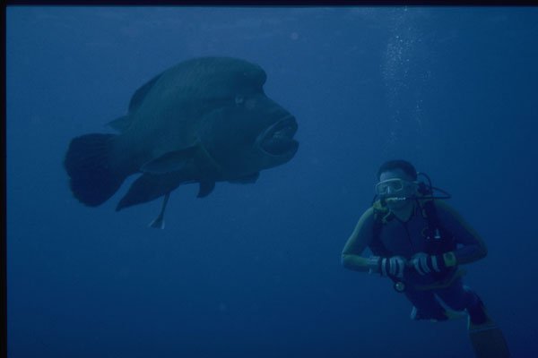 306000 Napoleon Fish With Diver A4 Photo Print
