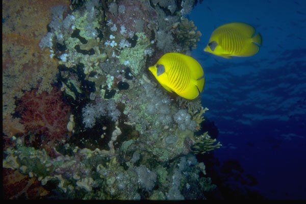 306001 Lemon Butterfly Fish A4 Photo Print