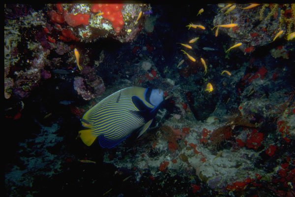306002 Emperor Angelfish A4 Photo Print