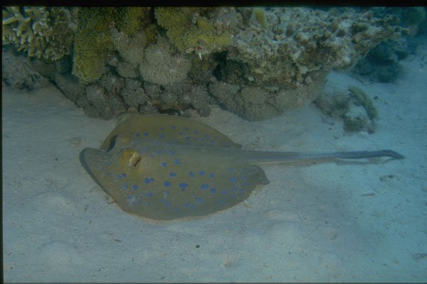 306003 Blue spotted Stingray A4 Photo Print