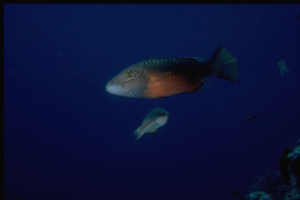 306004 Wrasse A4 Photo Print
