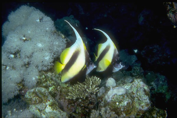 306005 Masked Butterfly Fish A4 Photo Print