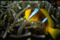 306006 Two banded Anemone Fish A4 Photo Print