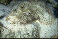 306007 Spotted Flathead A4 Photo Print