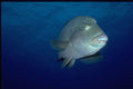 306008 Napoleon Fish A4 Photo Print