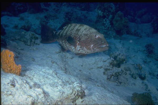 306009 Leopard Grouper A4 Photo Print