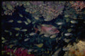 306010 Long jawed Squirrelfish A4 Photo Print