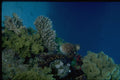 306011 Octopus A4 Photo Print