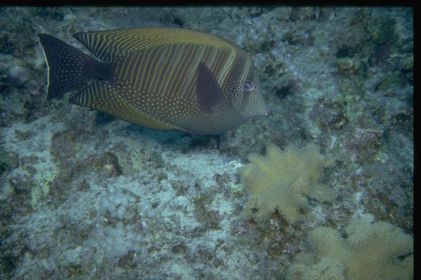 306012 Surgeonfish A4 Photo Print
