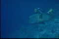 306013 Diver With Napoleon Fish A4 Photo Print