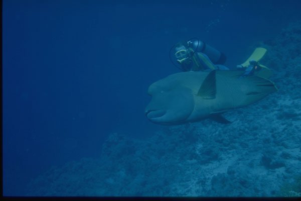 306013 Diver With Napoleon Fish A4 Photo Print