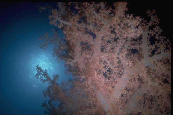 306014 Soft Coral A4 Photo Print