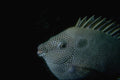 306015 Rabbitfish A4 Photo Print