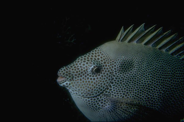 306015 Rabbitfish A4 Photo Print