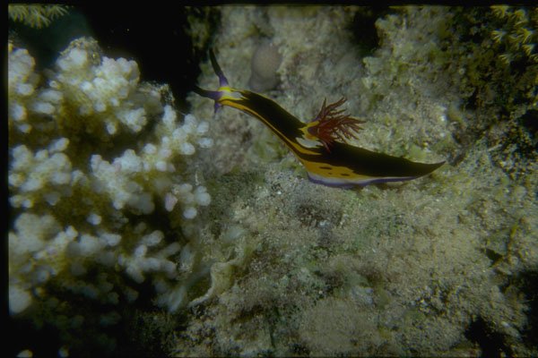 306016 Nudibranch A4 Photo Print
