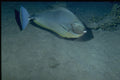 306017 Surgeonfish A4 Photo Print