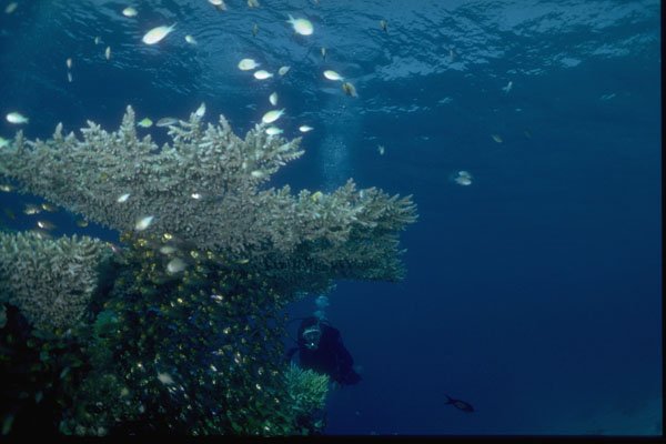 306018 Diver At The Reef A4 Photo Print