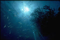 306019 Watching Against The Light A4 Photo Print