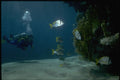 306021 Diver At The Reef With Wrasses A4 Photo Print