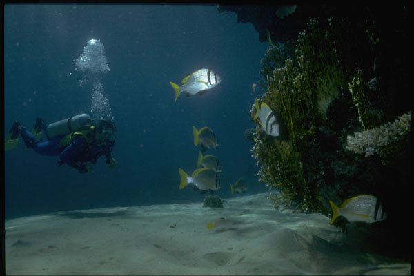 306021 Diver At The Reef With Wrasses A4 Photo Print