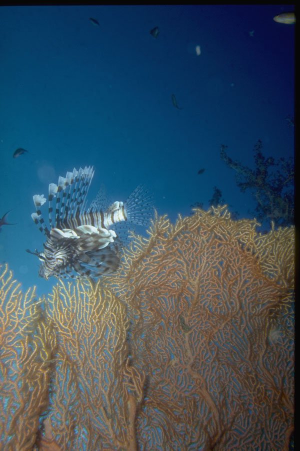 306022 Lionfish At Gorgonian Coral A4 Photo Print