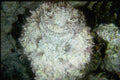 306023 Stonefish A4 Photo Print