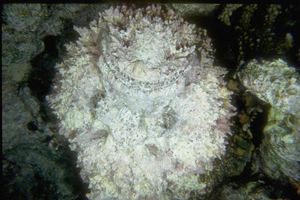 306023 Stonefish A4 Photo Print