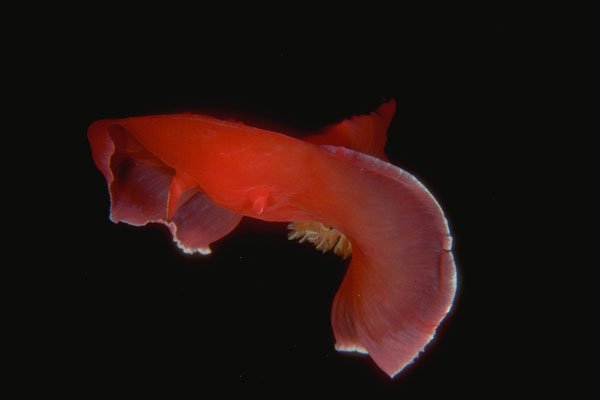 306025 Spanish Dancer A4 Photo Print