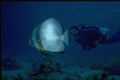 306026 Pinnate Batfish A4 Photo Print