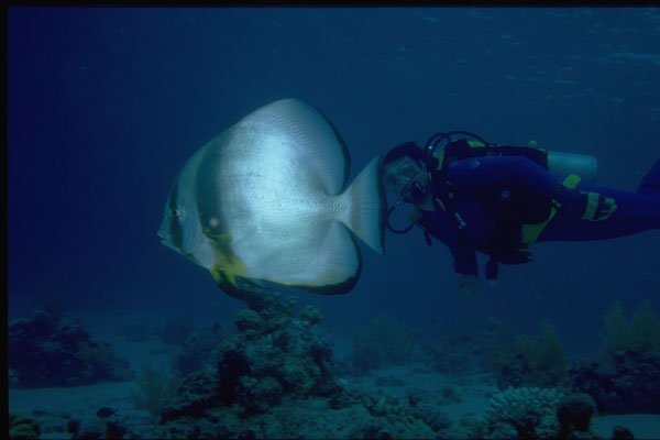 306026 Pinnate Batfish A4 Photo Print