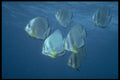 306027 Pinnate Batfishes A4 Photo Print