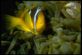 306028 Two banded Anemone Fish A4 Photo Print