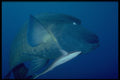306029 Napoleon Fish With Sharksucker A4 Photo Print
