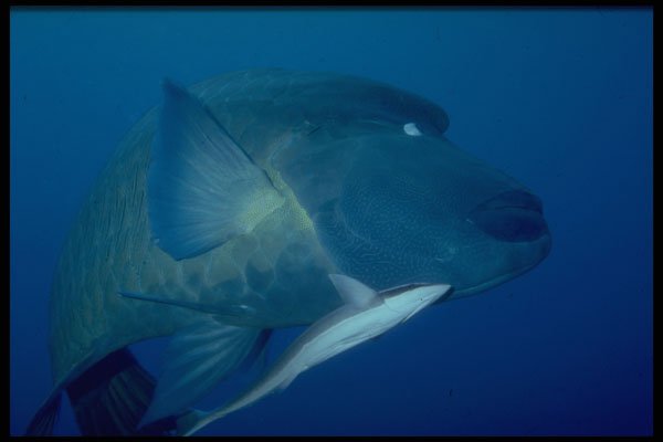 306029 Napoleon Fish With Sharksucker A4 Photo Print