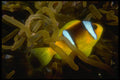 306030 Two banded Anemone Fish A4 Photo Print